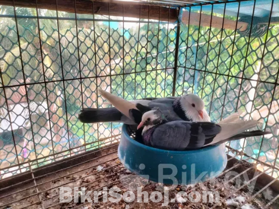 কবুতর